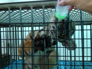 Sriracha Tiger Zoo１