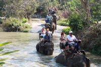 エレファントヴィレッジ送迎付きツアー【Pattaya Elephant Village】